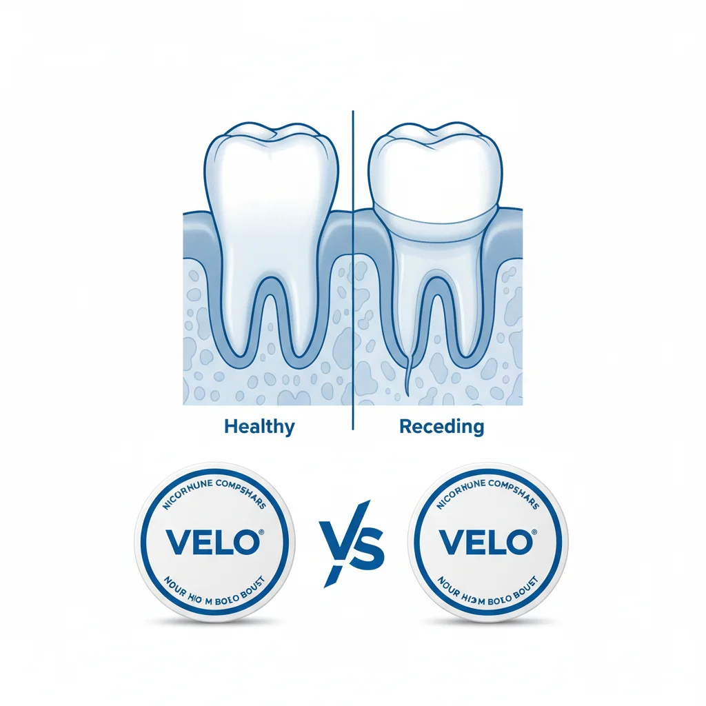 Diagram comparing healthy gum tissue versus gum recession related to nicotine pouches gum health risks