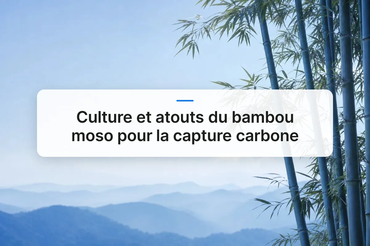bambou moso overview