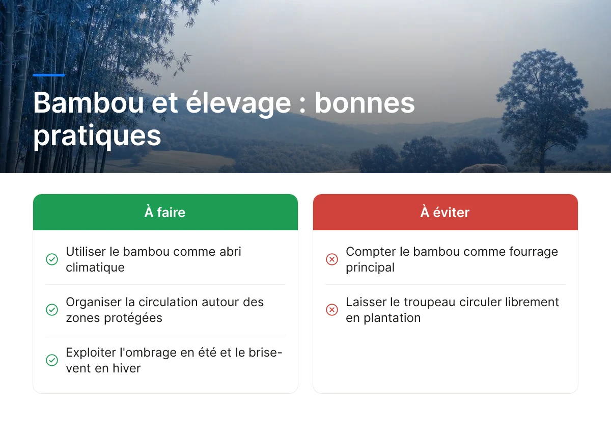 Bambou et élevage : bonnes pratiques