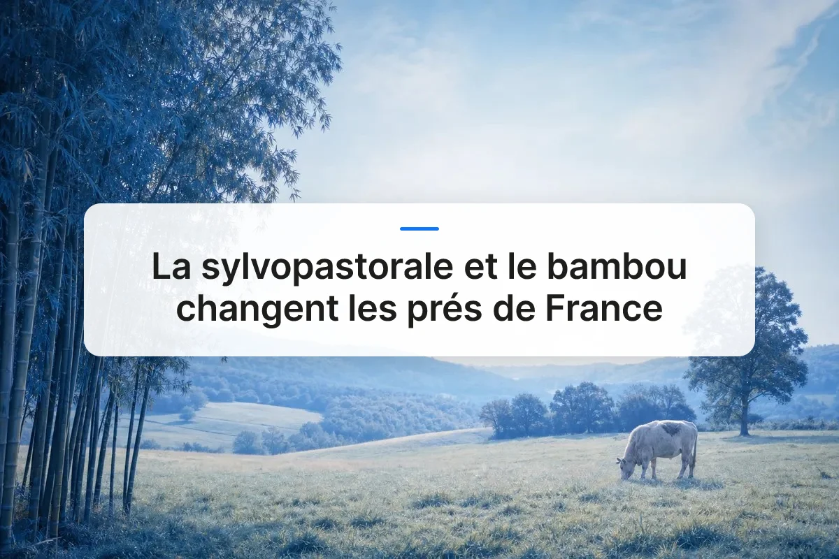 sylvopastorale bambou France overview