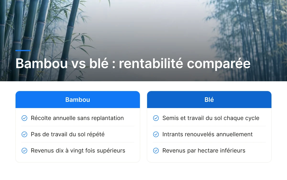 Bambou vs blé : rentabilité comparée