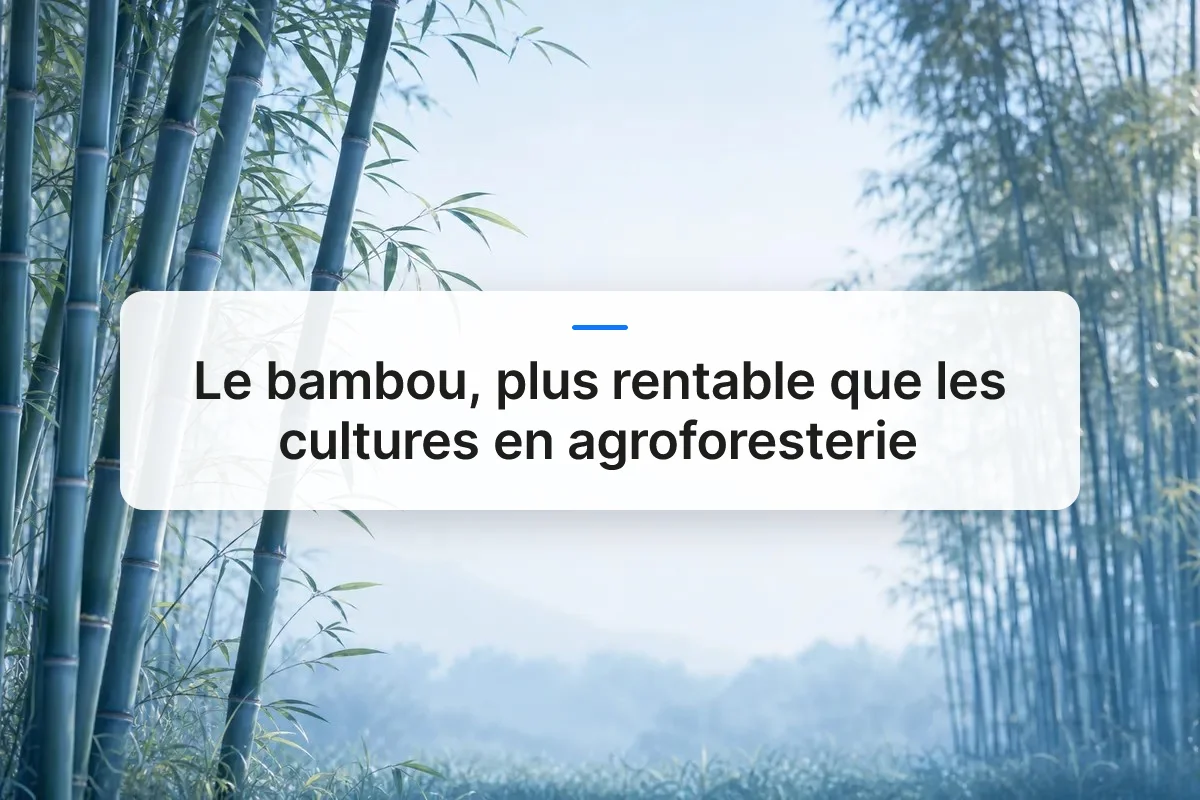 bambou rentable agroforesterie overview