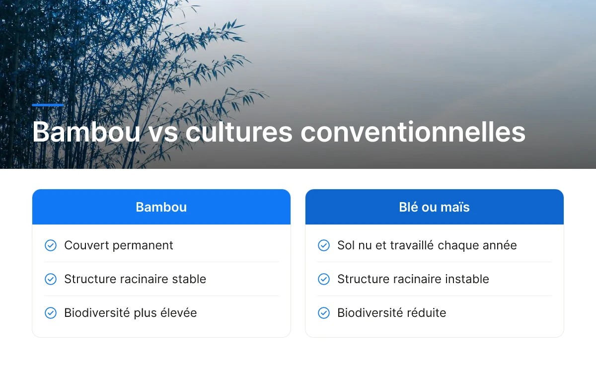 Bambou vs cultures conventionnelles