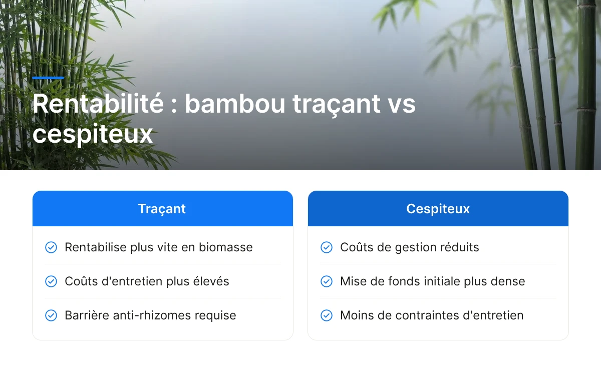 Rentabilité : bambou traçant vs cespiteux