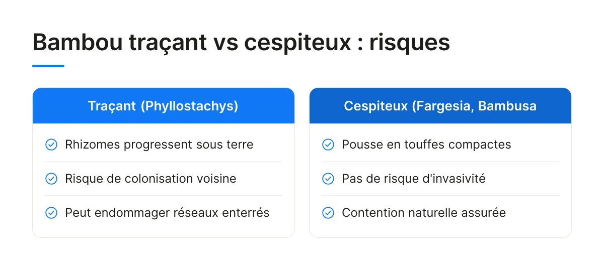 Bambou traçant vs cespiteux : risques