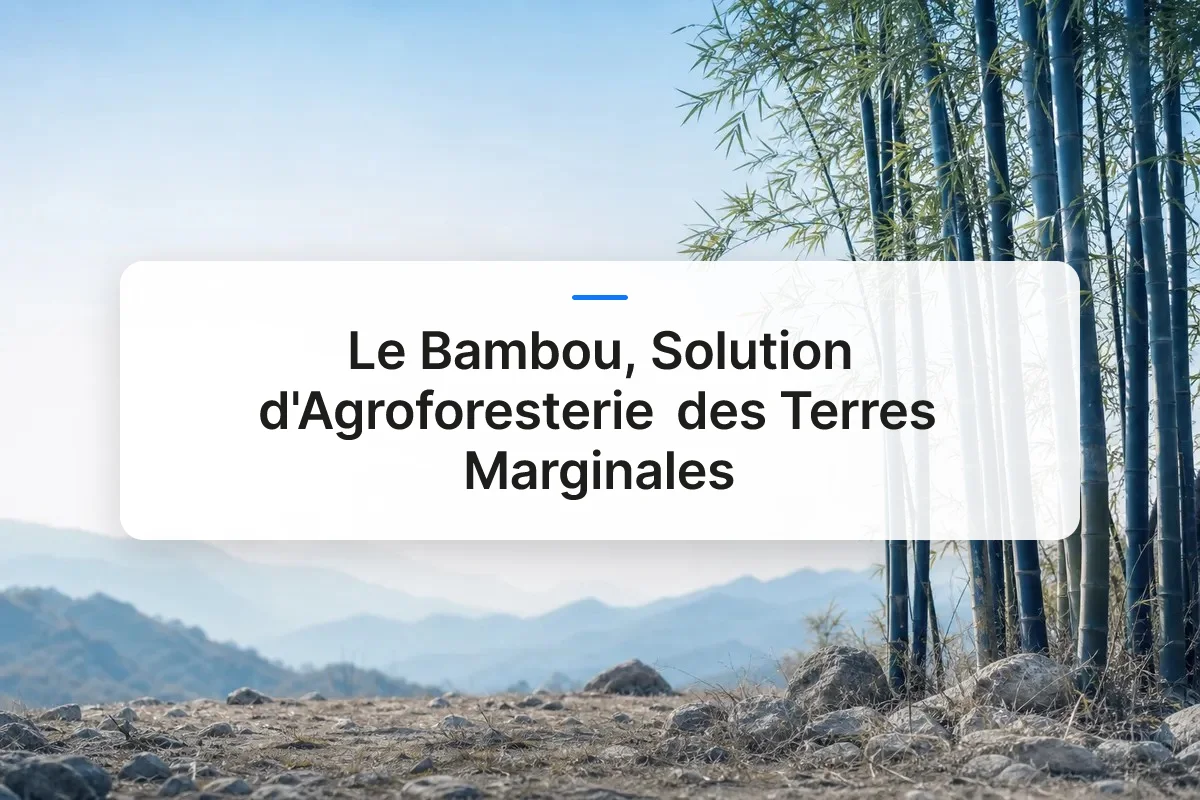 bambou terres marginales agroforesterie overview
