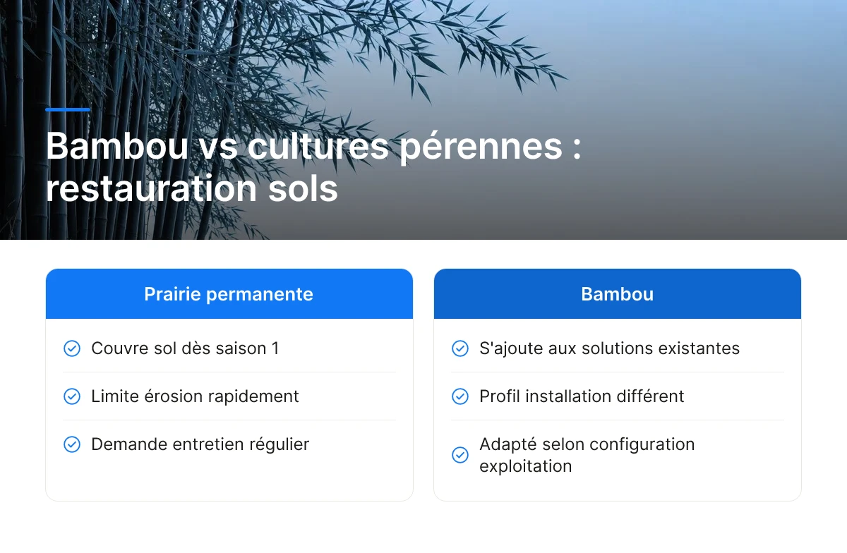 Bambou vs cultures pérennes : restauration sols
