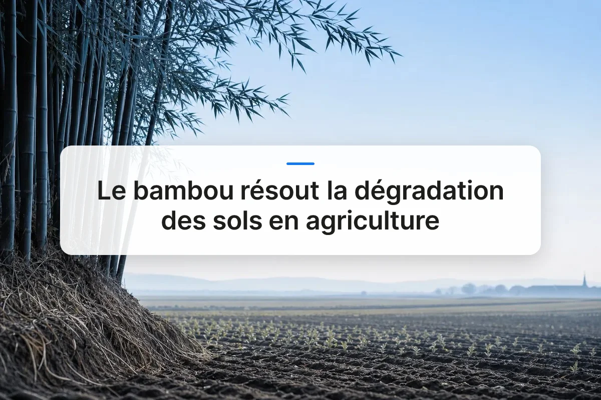 dégradation sols bambou agriculture overview