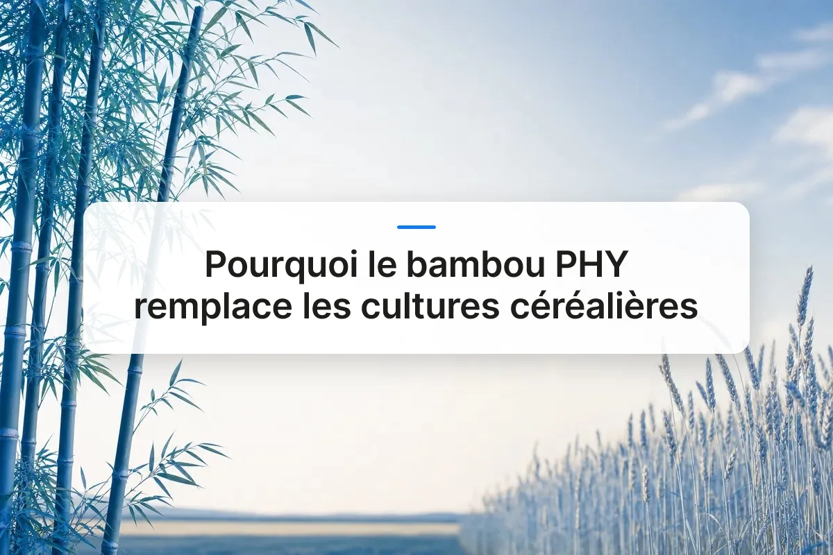 bambou PHY culture céréalière overview